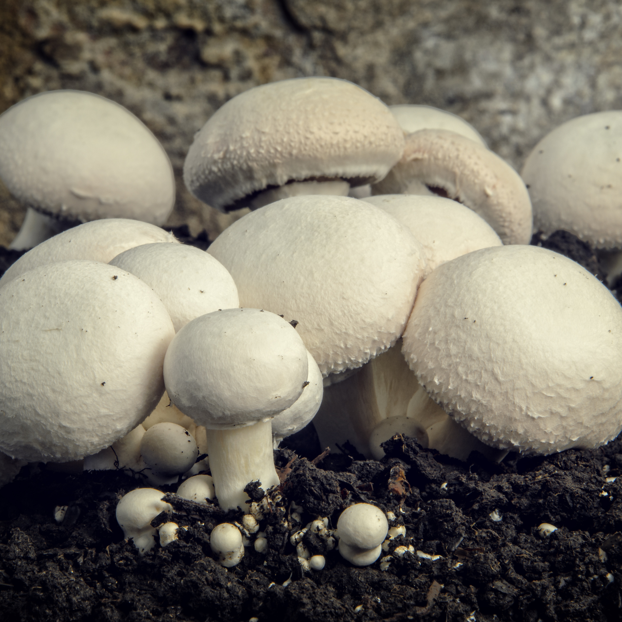 Button Mushroom